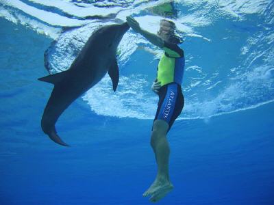Dolphin Adventure