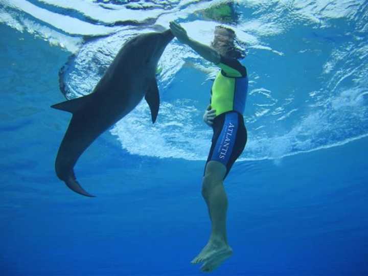 Dolphin Adventure