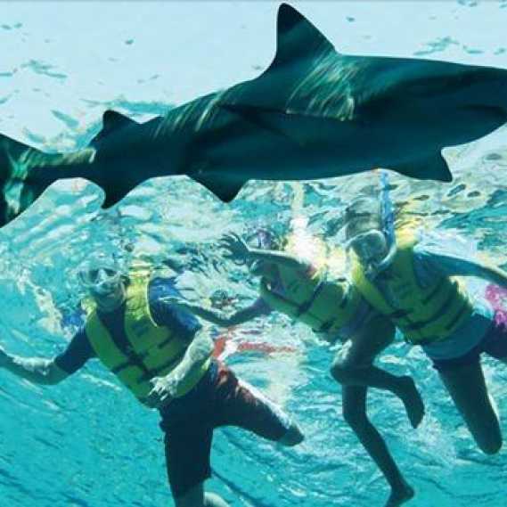 Shark Dive