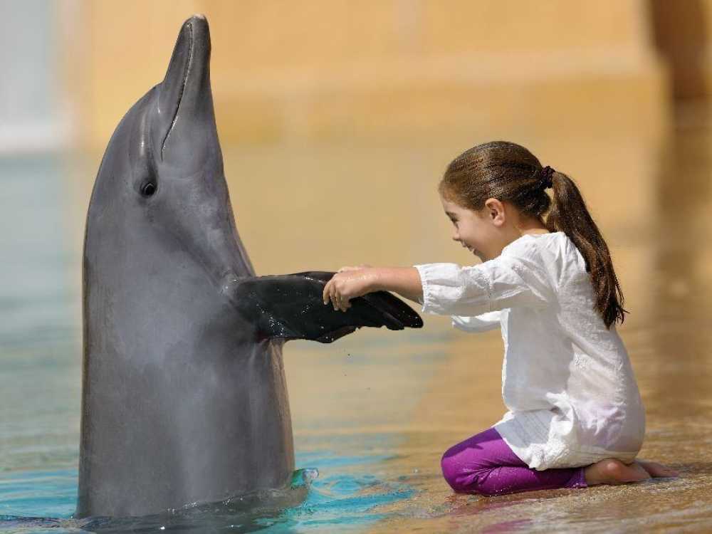 Dolphin Photo Fun