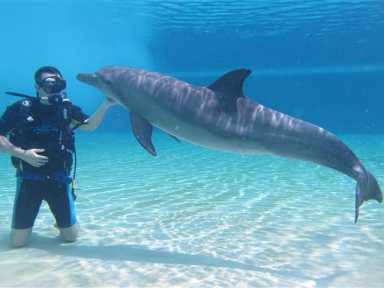 Dolphin Scuba Dive