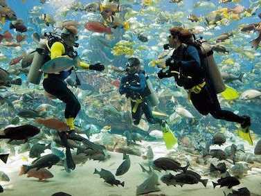 Marine Adventure