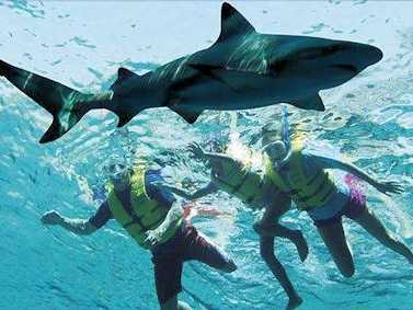 Scuba Diving