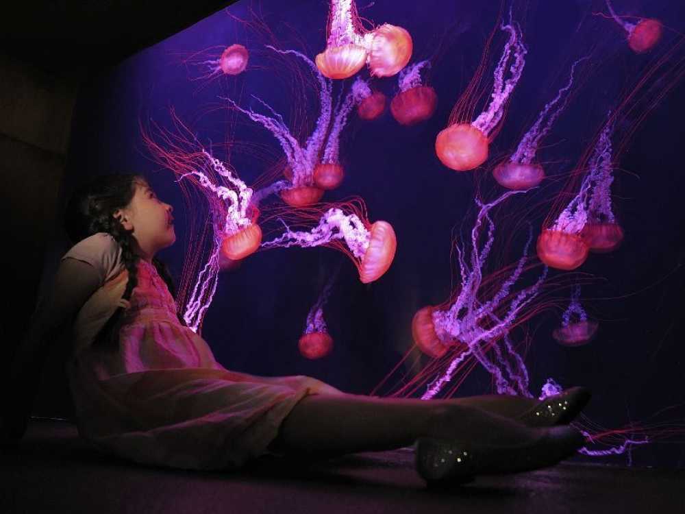 The Lost Chambers, Brown Jellies
