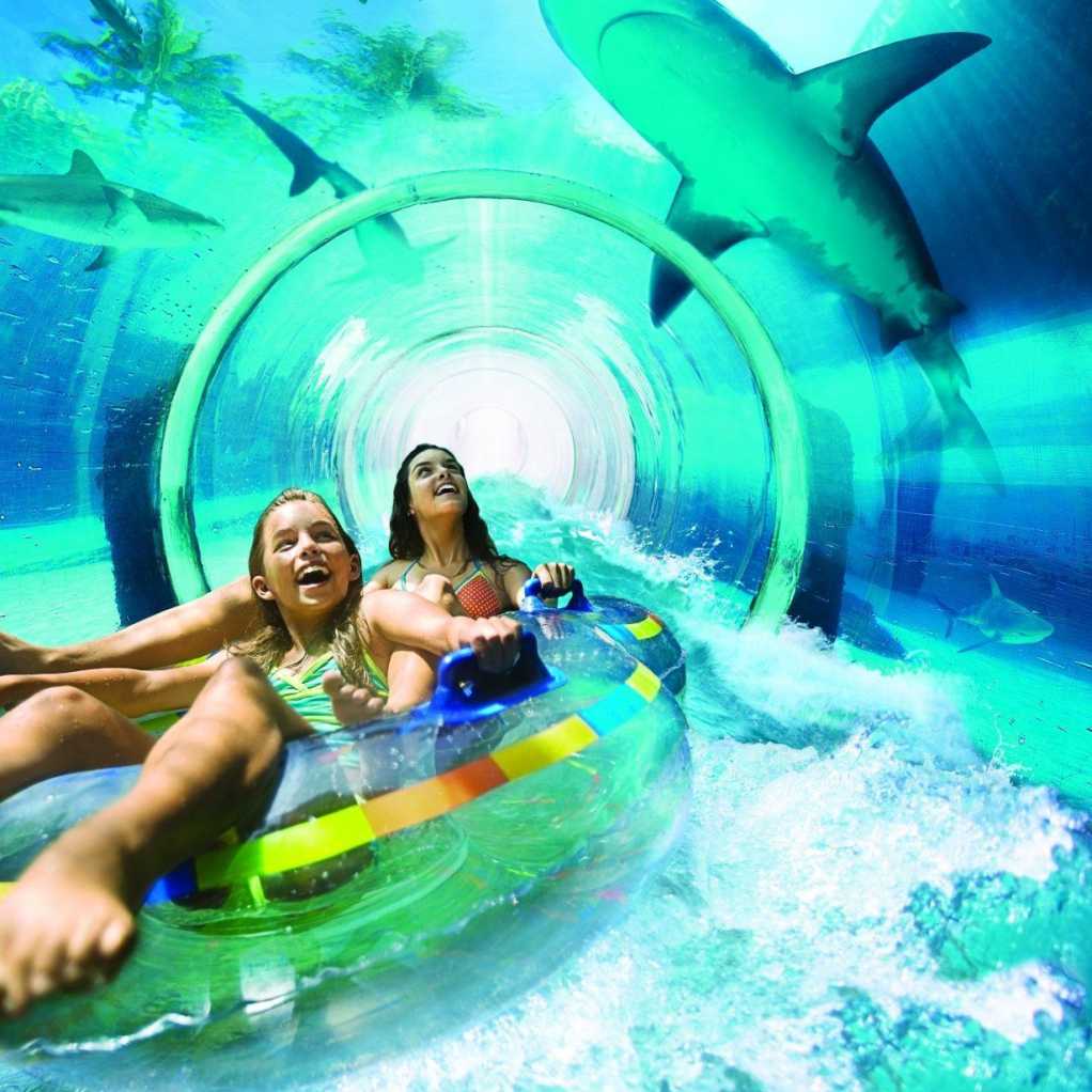 Shark Attack