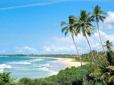 Tropischer Sandstrand von Sri Lanka mit hohen Palmen, türkisblauem Meer und sanften Wellen unter strahlend blauem Himmel.