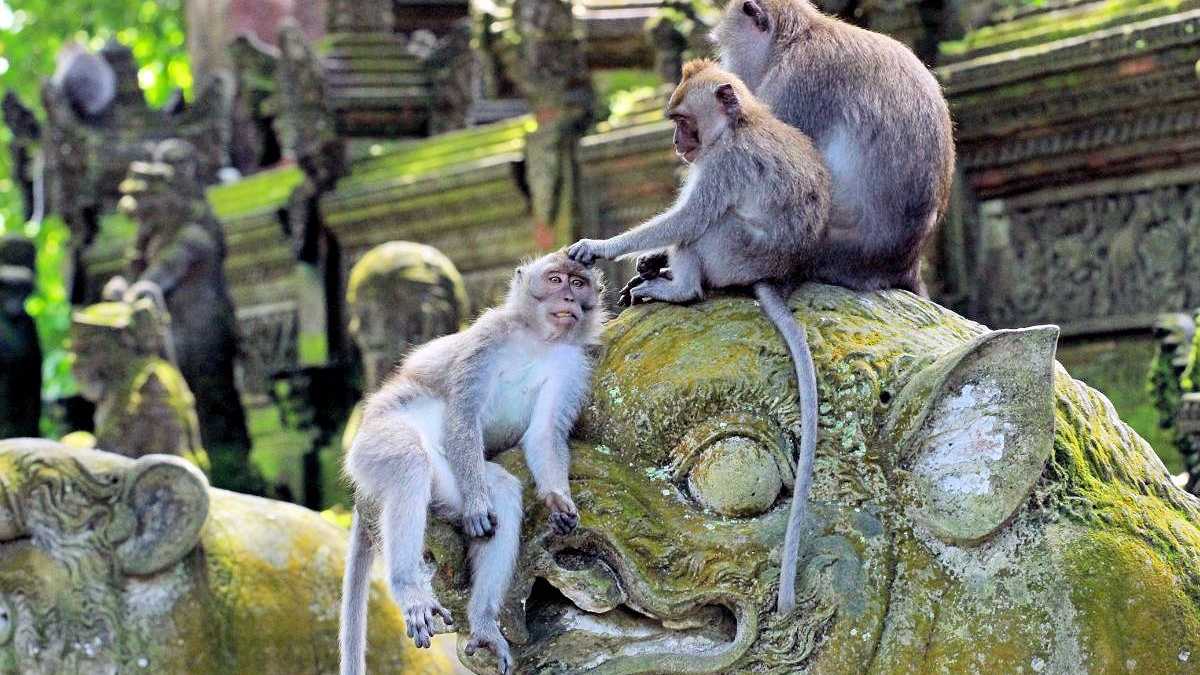 Drei Affen im Sacred Monkey Forest von Ubud, Bali, auf einer mit Moos bedeckten Statue sitzend