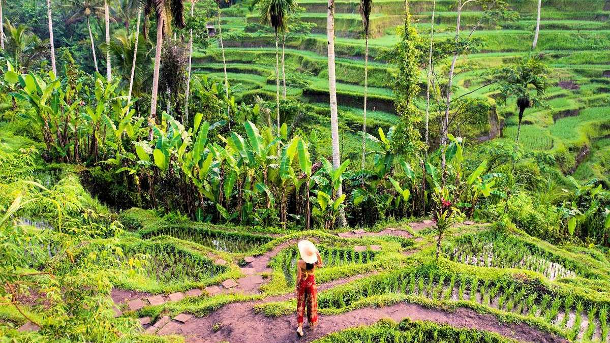 Frau mit Hut in den Tegallalang-Reisterrassen auf Bali, umgeben von üppiger tropischer Vegetation und Palmen