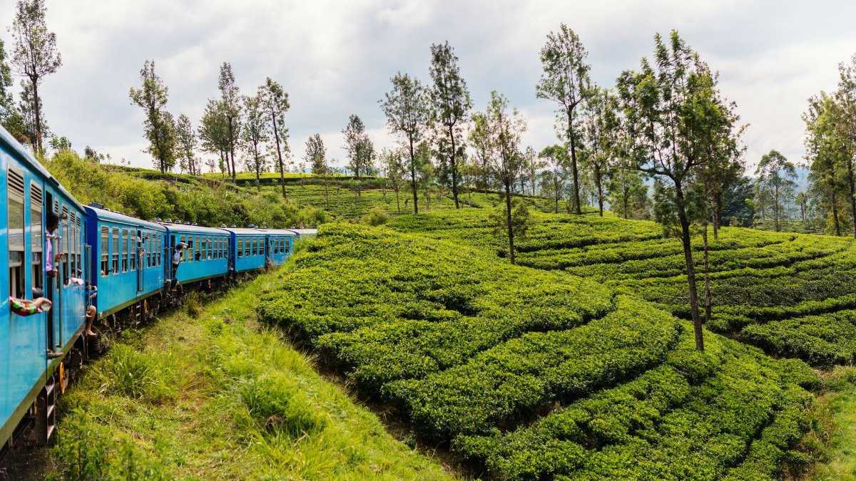 sri-lanka-teeplantagen-1200x800